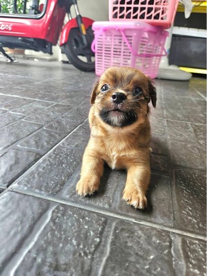 ชิวาว่า ชิสุ รูปที่ 5