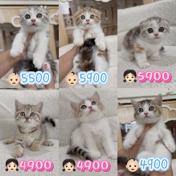 สก็อตติช ราคาตามภาพ