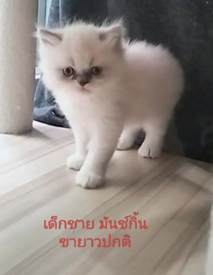 เด็กชายมันช์กิ้น  ขายาวปกติ