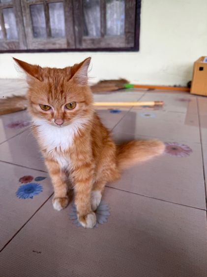 เปอร์เซีย 