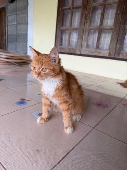 เปอร์เซีย  รูปที่ 5