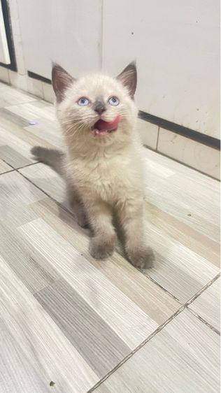 สก็อตติช โฟลด์ (Scottish Fold) สาวน้อยหน้าไหม สก็อตติส