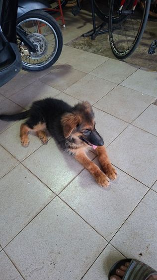 เยอรมันเชพเพิร์ด (German Shepherd) ใหญ่ ขายลูกสุนัขอาเซเชียล