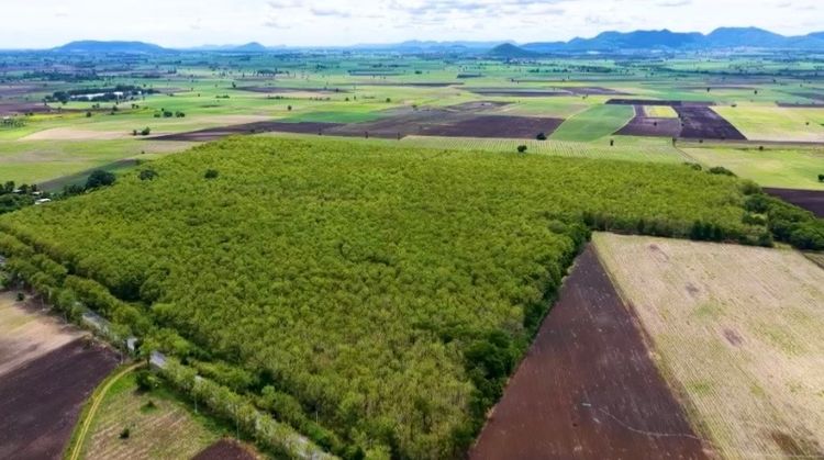 🌳 ขายที่ดินพร้อมสวนป่าสัก อายุ 30 ปีเต็ม 🌳 รูปที่ 3