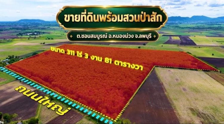 🌳 ขายที่ดินพร้อมสวนป่าสัก อายุ 30 ปีเต็ม 🌳
