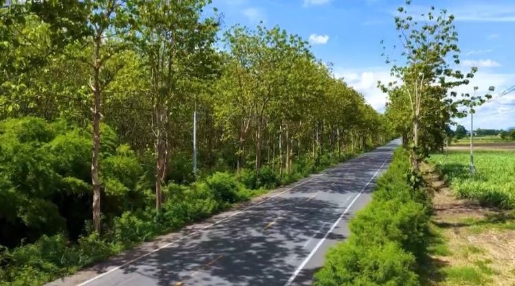 🌳 ขายที่ดินพร้อมสวนป่าสัก อายุ 30 ปีเต็ม 🌳 รูปที่ 4
