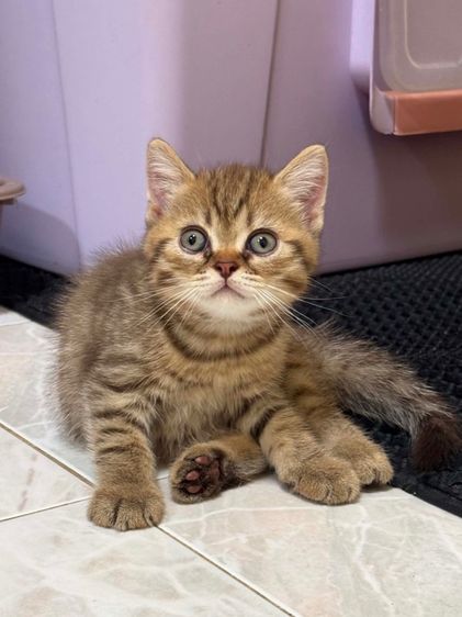 บริติช ชอร์ตแฮร์ (British Shorthair) บริติช