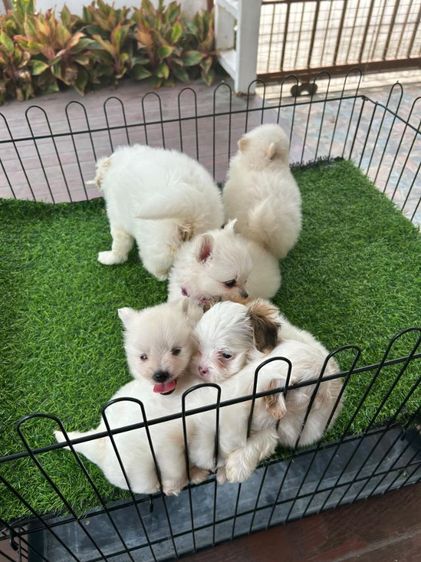 ปอมกับชิสุ