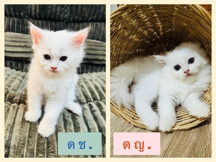 เปอร์เซีย
