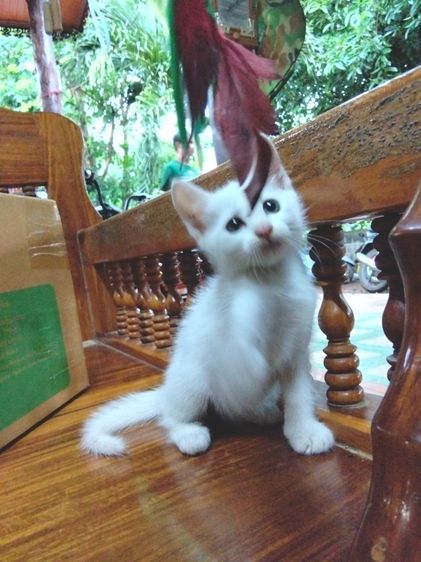 เมนคูน (Maine Coon) ลูกแมว สายพันธุ์ลูกครึ่ง เมนคูน + ขาวมณี