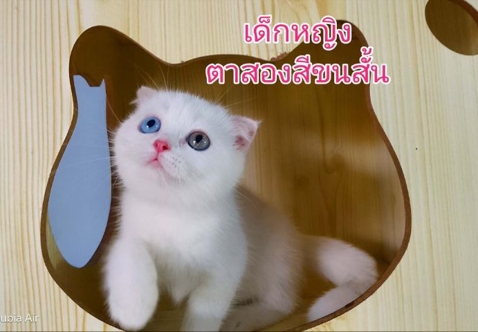 สก๊อตติชแท้ 2เดือน ตาสองสี