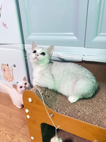 สก็อตติช โฟลด์ (Scottish Fold) แมวสก๋อตติชโฟลด์