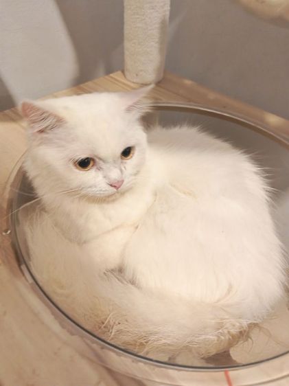 สก็อตติช โฟลด์ (Scottish Fold) แมวสก็อตติช ลดประชากร