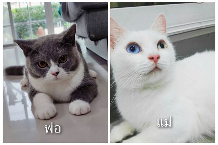 น้องบริสติส รูปที่ 5