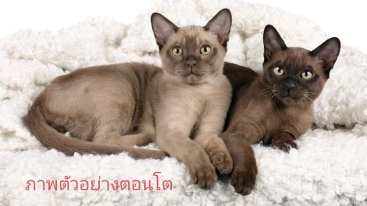 แมวเบอร์มีส burmese รูปที่ 4