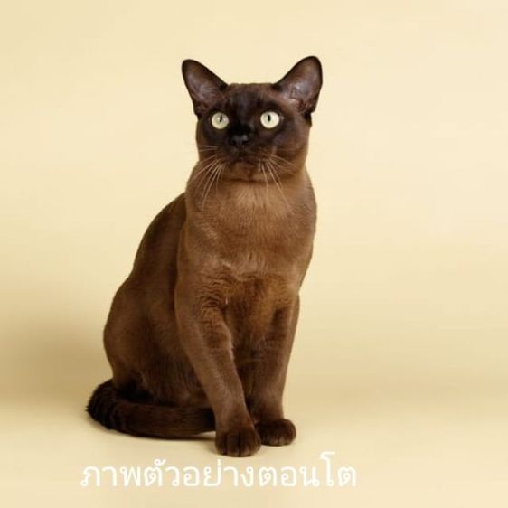 แมวเบอร์มีส burmese รูปที่ 5