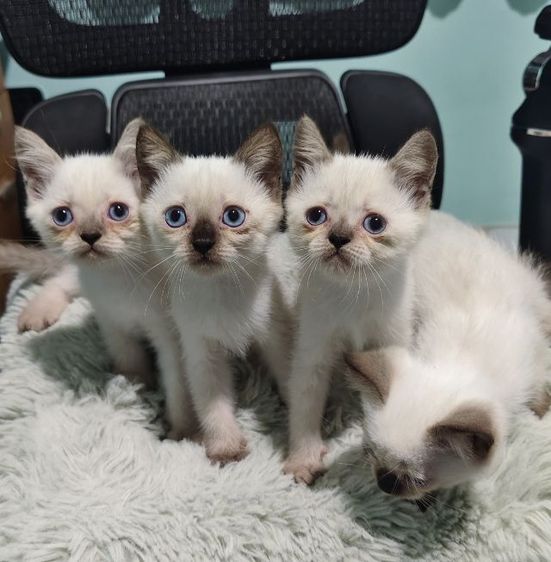 วิเชียรมาศ (Siamese Cat) แมววิเชียรมาศผสมสกอตติช