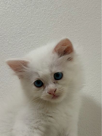ลูกเเมวเปอร์เซีอย รูปที่ 6