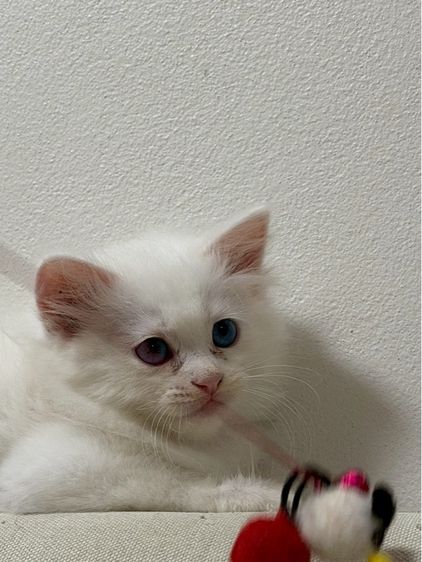 ลูกเเมวเปอร์เซีอย รูปที่ 3