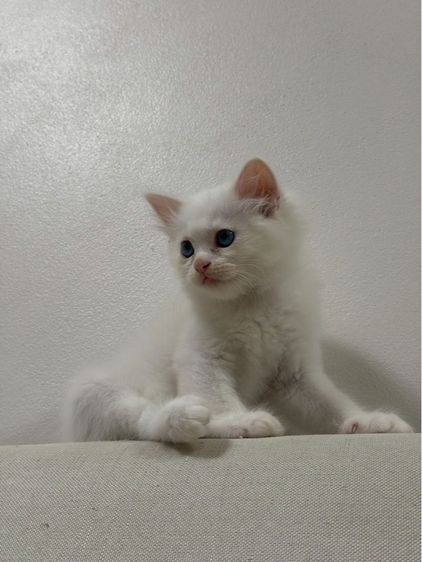 ลูกเเมวเปอร์เซีอย รูปที่ 5