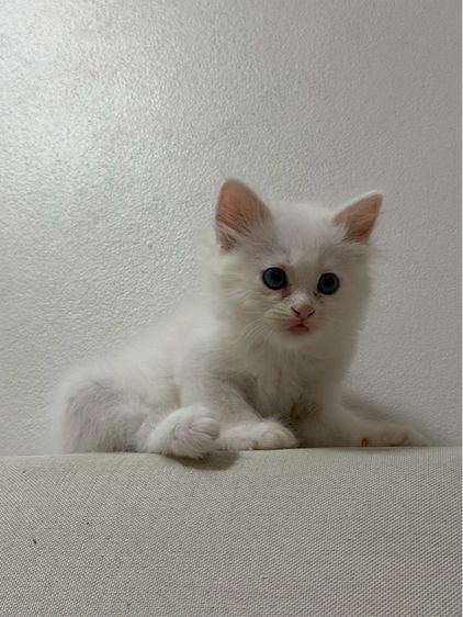ลูกเเมวเปอร์เซีอย รูปที่ 2