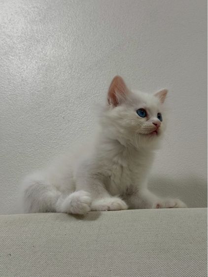 ลูกเเมวเปอร์เซีอย รูปที่ 4