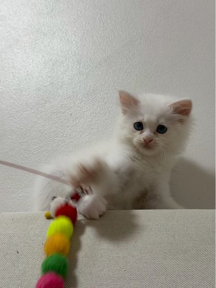 ลูกเเมวเปอร์เซีอย รูปที่ 9