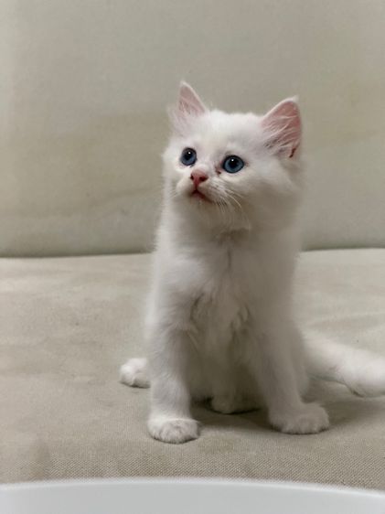 ลูกแมวเปอร์เซียสีขาว ตาฟ้า