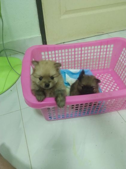 ปอมๆๆเเท้ รูปที่ 2
