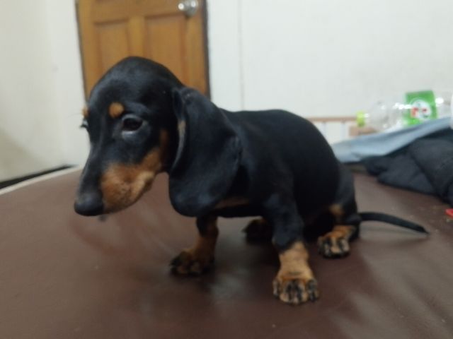 ดัชชุน (Dachshund) เล็ก ดัชชุน ตัวเมีย