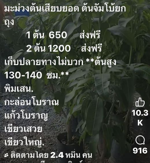 ขายต้นมะม่วงปลูกด้วยเม็ดอายุ 12 ปี
ในกระถาง เจ้าของขายเอง รูปที่ 7