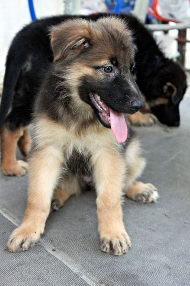 ลูกหมา ลูกสุนัข เยอรมันเชพเพิร์ด พันธุ์แท้จากฟาร์ม k9 ส่งได้ทั่วประเทศ มีทั้งตัวผู้และตัวเมีย หมาพันธุ์ใหญ่ รูปที่ 17