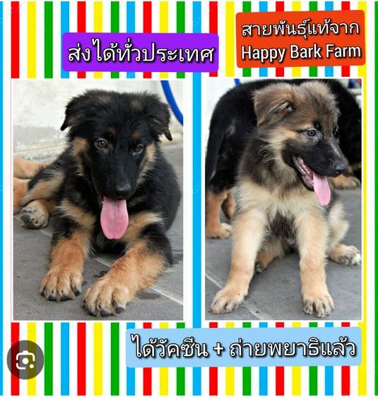 เยอรมันเชพเพิร์ด (German Shepherd) ลูกหมา ลูกสุนัข เยอรมันเชพเพิร์ด พันธุ์แท้จากฟาร์ม k9 ส่งได้ทั่วประเทศ มีทั้งตัวผู้และตัวเมีย หมาพันธุ์ใหญ่