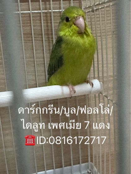 นกแก้วฟอพัส
