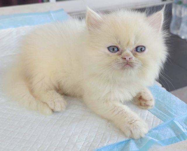 เปอร์เซีย (Persian) ขายค่ะลูกแมวเปอร์เซียชาย2น่ารักเกิด1เมษายน 1900บาท พระรามสอง เทียนทะเล20