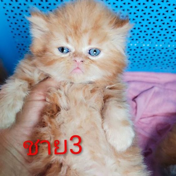 เปอร์เซีย (Persian) ขนฟูๆฟรอมหมีค่ะ