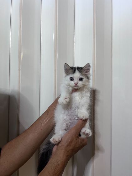 ขายแมวเปอเซีย