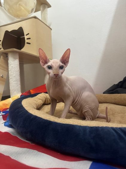 สฟิงซ์ (Sphynx) แมวสฟิงซ์