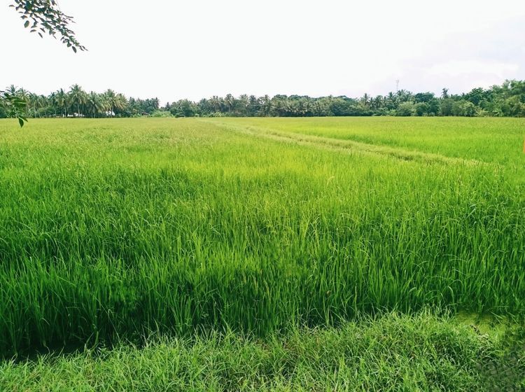 ขายที่ดิน แปลงสวย ทำเลดี ที่อัมพวา
