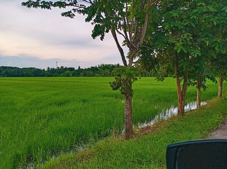 ขายที่ดิน แปลงสวย ทำเลดี ที่อัมพวา รูปที่ 3