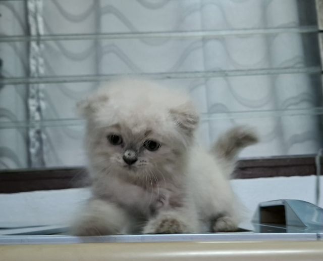 หาบ้านให้น้องแมวหิมาลายันขนนุ่มแน่นพ้อยท์เข้มสวยๆ