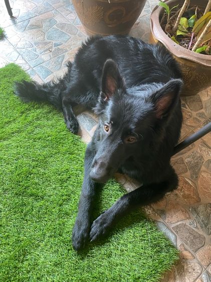 German Shepard Training   รูปที่ 2