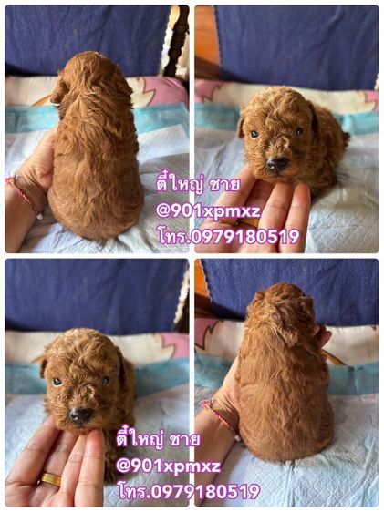 ชายล้วน  พุดเดิ้ลทอย  ขนแน่น ขาสั้น เกรดพรีเมียม poodletoy tcup รูปที่ 4