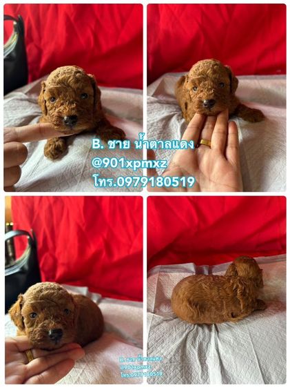 ชายล้วน  พุดเดิ้ลทอย  ขนแน่น ขาสั้น เกรดพรีเมียม poodletoy tcup รูปที่ 3