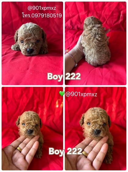 ชายล้วน  พุดเดิ้ลทอย  ขนแน่น ขาสั้น เกรดพรีเมียม poodletoy tcup รูปที่ 2