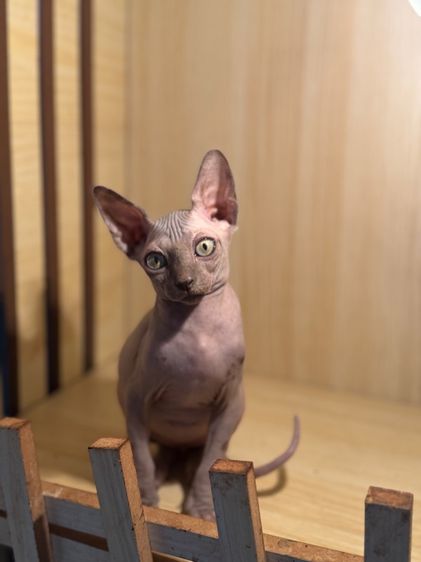 สฟิงซ์ (Sphynx) แมวสฟิงซ์ เพศผู้เพศเมีย 