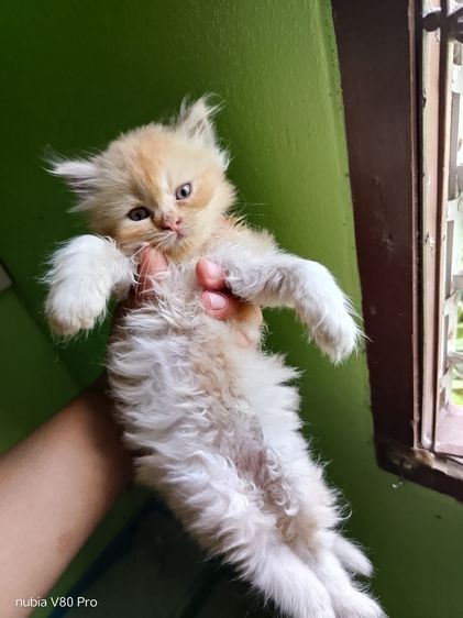 ลูก แมว เปอร์เซีย เพศผู้