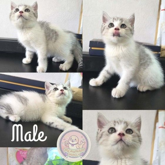 บริติช ชอร์ตแฮร์ (British Shorthair) scottish british