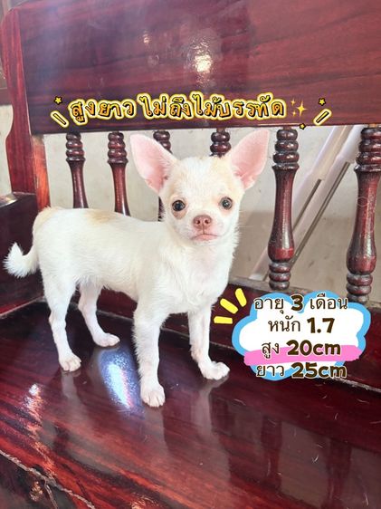 ชิวาวา (Chihuahua) เล็ก ชิวาว่าแท้ เพศชาย ขนสั้น 