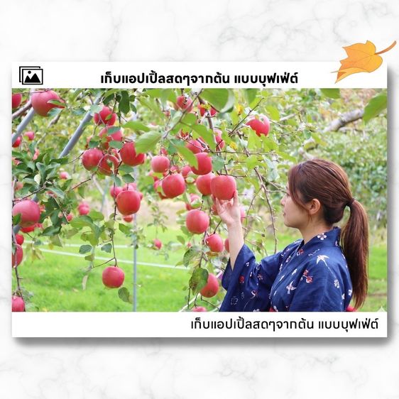 ทัวร์ญี่ปุ่น ฮาคุบะ 6วัน4คืน รูปที่ 6
